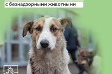 выкса.рф, В Выксе с начала года отловили 122 бездомные собаки